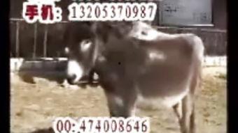 爆料大驴的视频,一场视觉盛宴的幕后故事 第3张 爆料大驴的视频,一场视觉盛宴的幕后故事 第3张